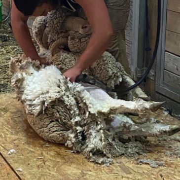 Sheep shearing